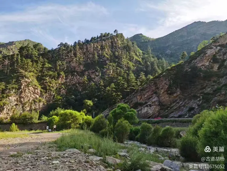 油松,呼和浩特市树